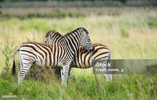 Young Zebra In Morning Light Stock Photo - Download Image Now - Animal, Animal Wildlife, Black And White