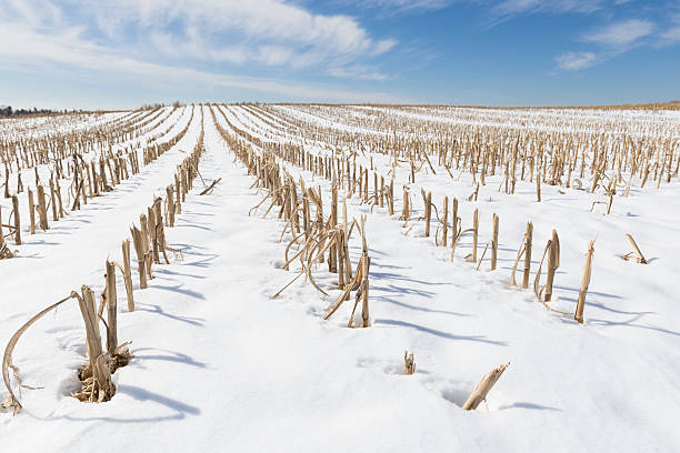 Snow Covered Corn Field in Winter stock photo