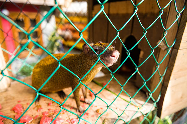 roatan aguti in gabbia - agouti foto e immagini stock