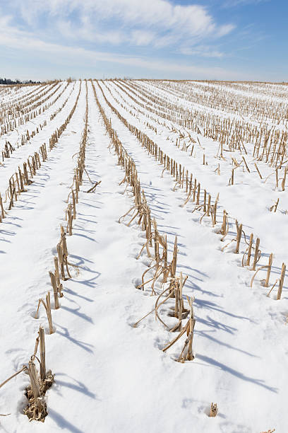 istock Corn Stalks in Winter Snow Covered Field 505096238