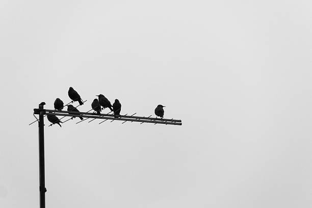 istock Eight birds over a tv antenna in a cloudy day 505096278