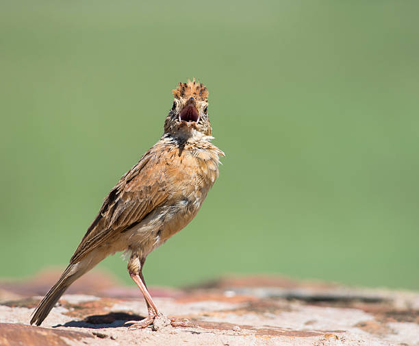 Who me A Rufous-naped Lark with beak open towards camera rufous naped lark mirafra africana stock pictures, royalty-free photos & images
