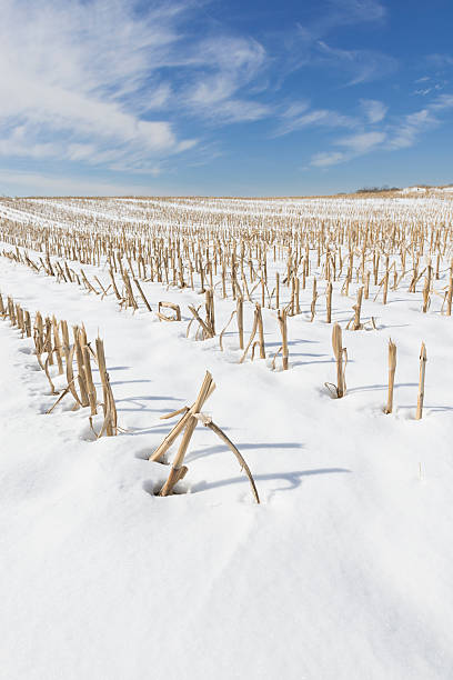 istock Winter Landscape of Corn Stalks in Snow 505096884