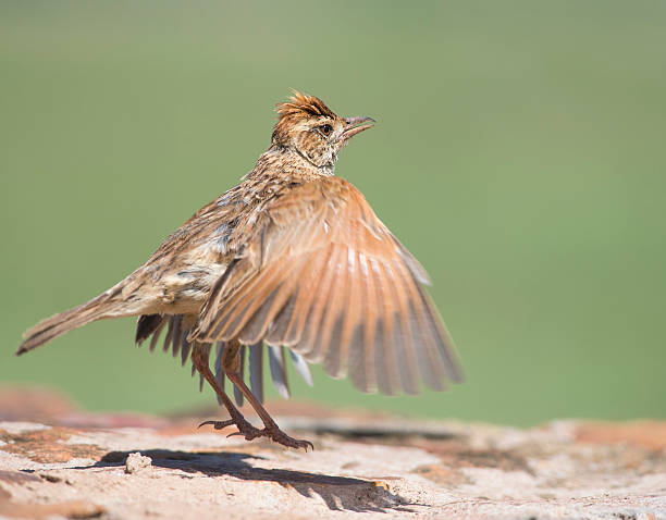 The jump A Rufous-naped Lark jumps into the air with spread wings and shadow on rock rufous naped lark mirafra africana stock pictures, royalty-free photos & images