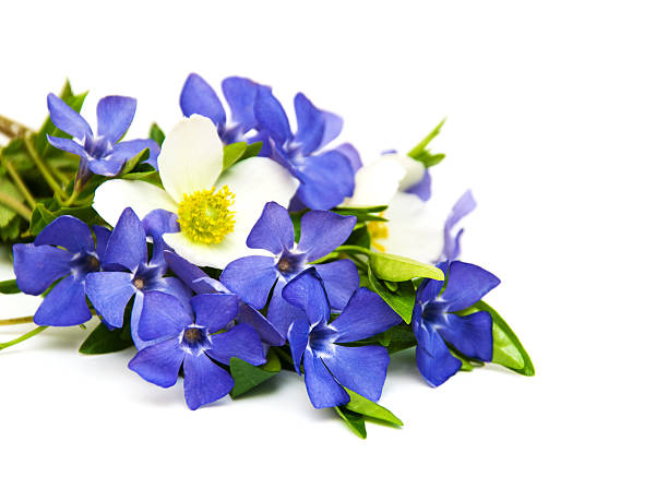 Madagascar periwinkle or Vinca or Old maid or Cayenne jasmine or Rose periwinkle or Catharanthus roseus flowers. Close up small blue-purple flowers bouquet isolated on white background.