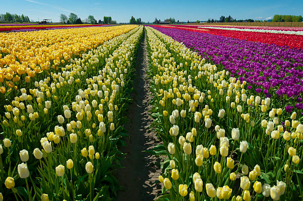 Colorful Tulip Fields stock photo