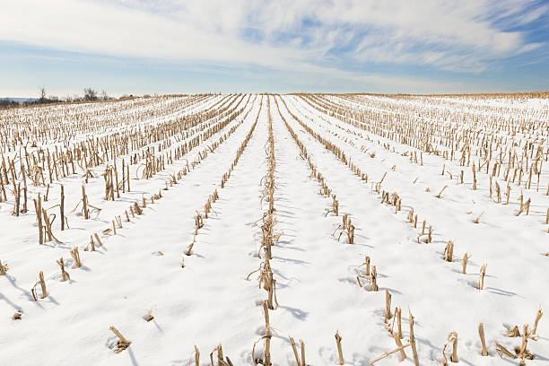 istock Rows of Cut Corn Field in Winter 505097298