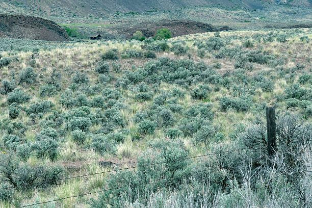 Bushes at Painted Hills Unit, John Day Fossil Beds National Monument, Oregon, USA
