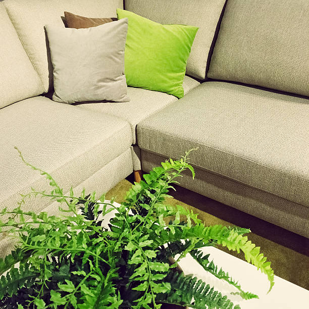 istock Corner sofa and fern plant decoration 505098358