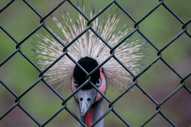 Crane shot at Wildlife Park Cotswolds