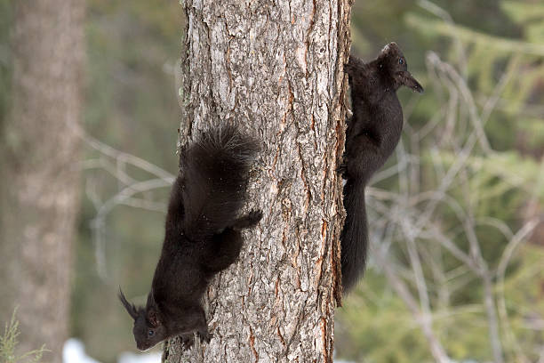 Running up and down a lodgepole pine tree, a pair of Abert's squirrels or tassel-eared squirrels, with their long ears and black fur chase each other in the snow and throughout the forest in the Colorado's Front Range Mount Falcon Park.