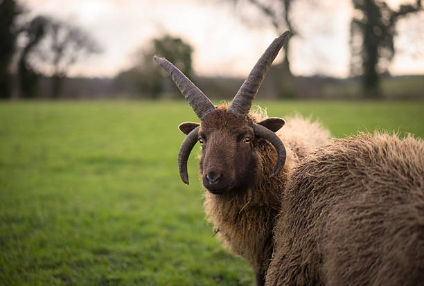 シェトランド羊 - herdwick sheep ストックフォトと画像