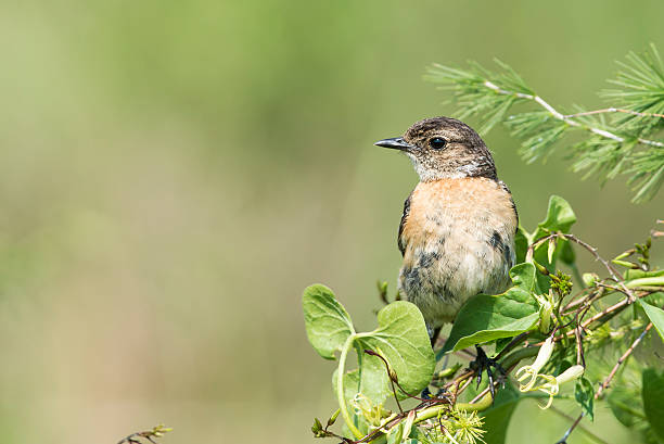 istock Closeup of a female Stonechat 505099856