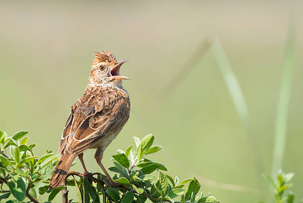 Bird on a bush with open beak A Rufous-naped Lark perched on a green bush with beak wide open rufous naped lark mirafra africana stock pictures, royalty-free photos & images
