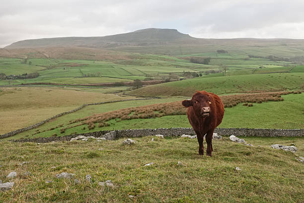 yorkshire vaca con lápiz-y-ghent en el fondo - highland cattle england cow north fotografías e imágenes de stock