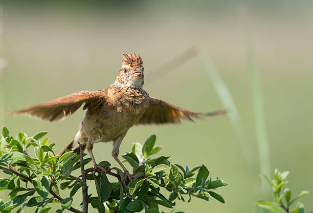 Prepare for takeoff A Rufous-naped Lark on a bush with wings spread as if for takeoff rufous naped lark mirafra africana stock pictures, royalty-free photos & images