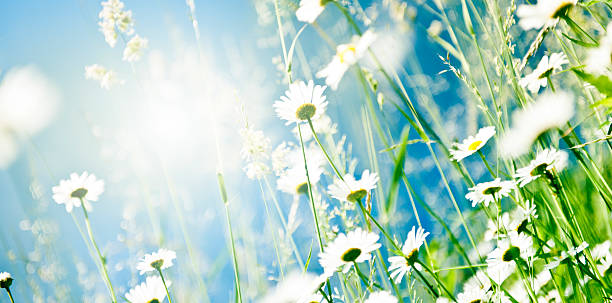 daisies de resorte - spring close up daisy yellow fotografías e imágenes de stock