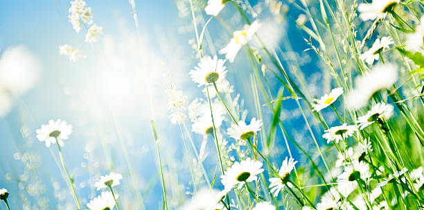 primavera as margaridas - chamomile daisy sky flower imagens e fotografias de stock