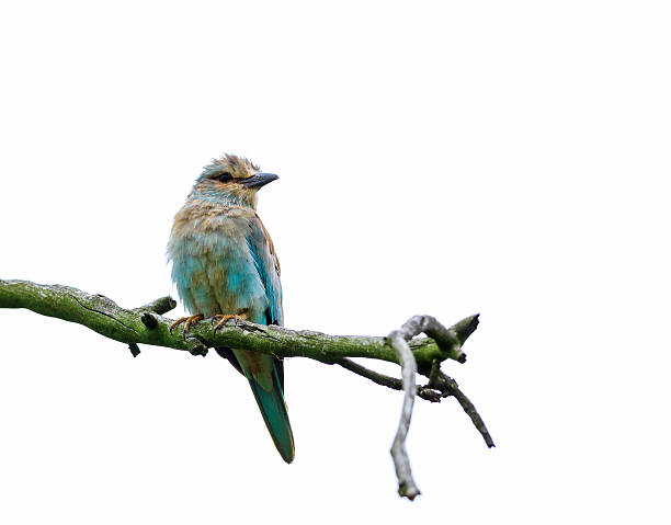 istock Lilac breasted Roller on a dry twig 505101446