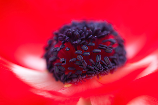 Macro of red anemone flower.