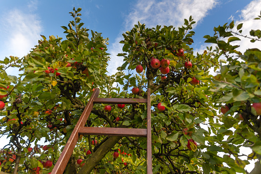 Apple Orchad, fresh Apples hanging on the tree