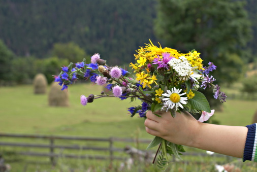Wild flowers bouquet collected from Apuseni - Carpathian Mountains