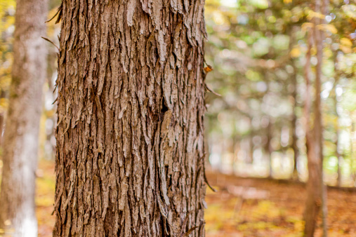 A horizontal close up of a hickory tree in Michigan. Image shows the rough texture of the hickory bark. Wooded area in the background, out of focus.
