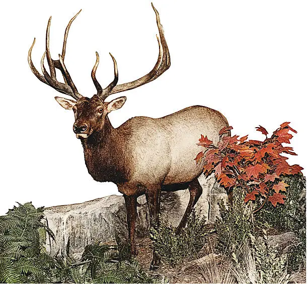 Vector illustration of Elk