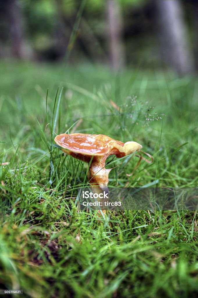 С грибами в дикий лес - Стоковые фото Бежевый роялти-фри