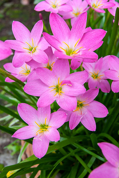 istock Pink rain lily flower in morning 505115747