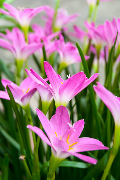 istock Pink rain lily flower in morning 505115769