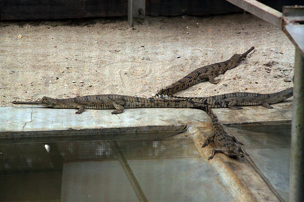 istock Nepal: Gharial Crocodile at Chitwan National Park 505116077