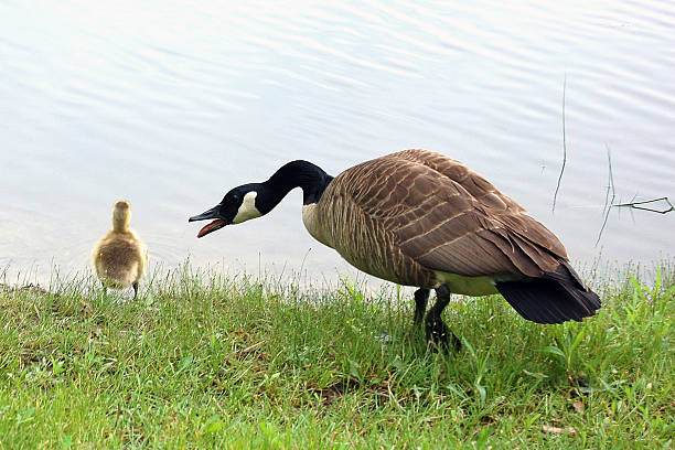 istock Mother Goose with Baby at Lake's Edge 505116693