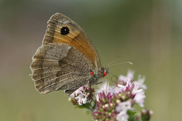 istock Large Heath Butterfly with red mites 505116791