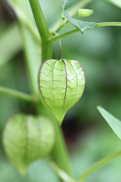 istock Wild green fruits. 505116869