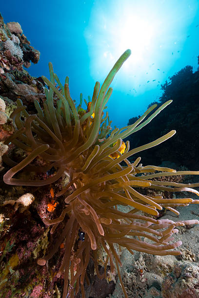 istock Anemone and anemonefish in Red Sea. 505117061