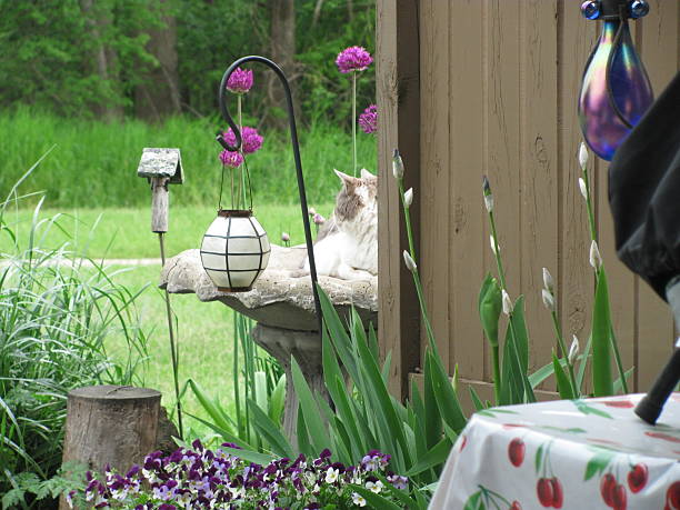 istock Lucky In The Garden 505117427