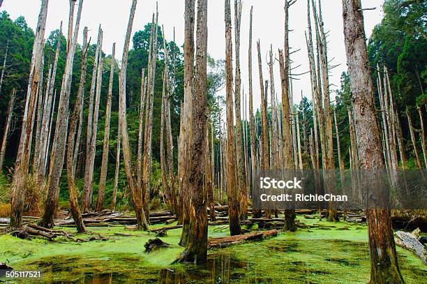 Forest And Lake Stock Photo - Download Image Now - Adventure, Beauty, Beauty In Nature