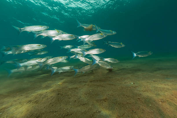 istock Fringelip mullet (crenimugil crenilabis) in the Red Sea. 505118063