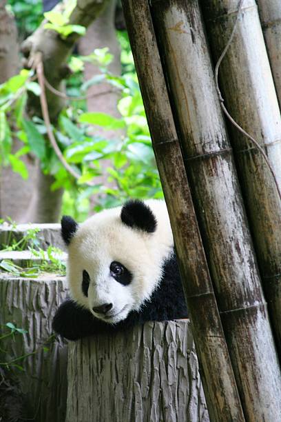 istock Baby Giant Panda 505118223