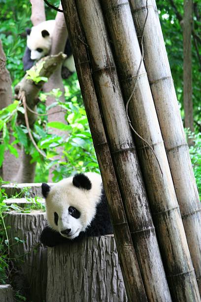 istock Baby giant panda 505118227