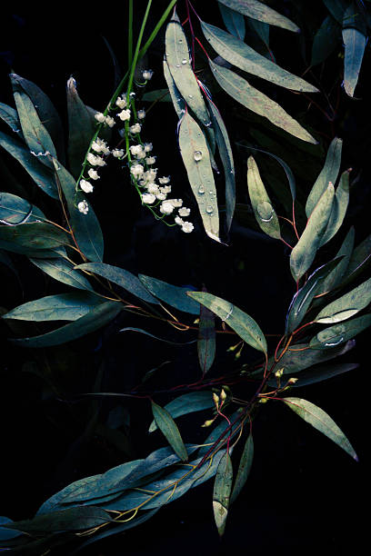 istock Flowers Floating In A Dark Well Or Pond 505118325