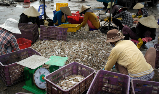 Local woman in conical hat sorting fish on port,
