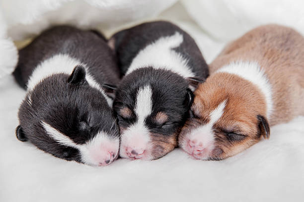 istock Newborn basenji puppies 505118851