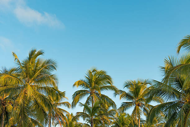 istock Palm trees at a tropical beach in Brazil 505118915