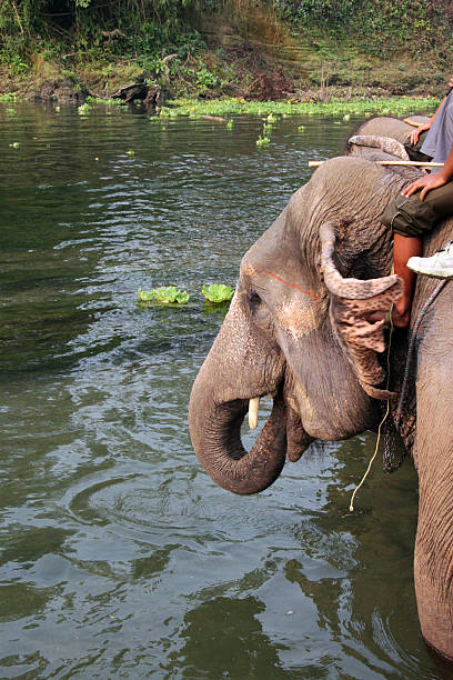 istock Nepal: Elephant Safari at Chitwan National Park 505118917