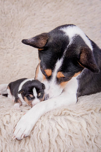 istock Newborn basenji puppy with mother 505118921