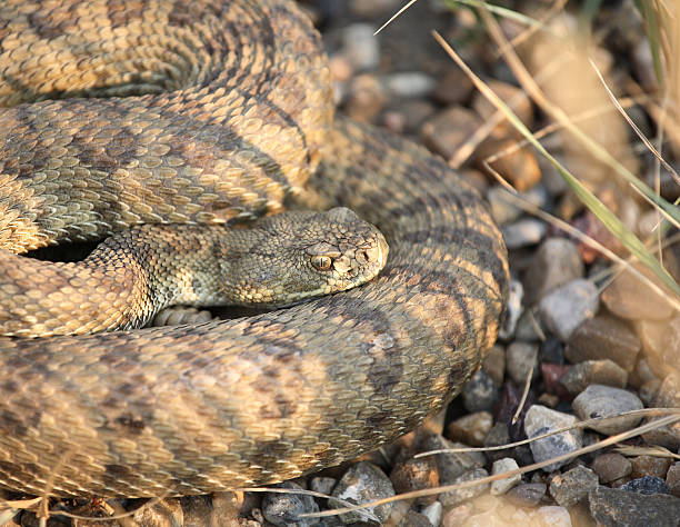 istock Rattlesnake curled beside a Saskatchewan road 505118975