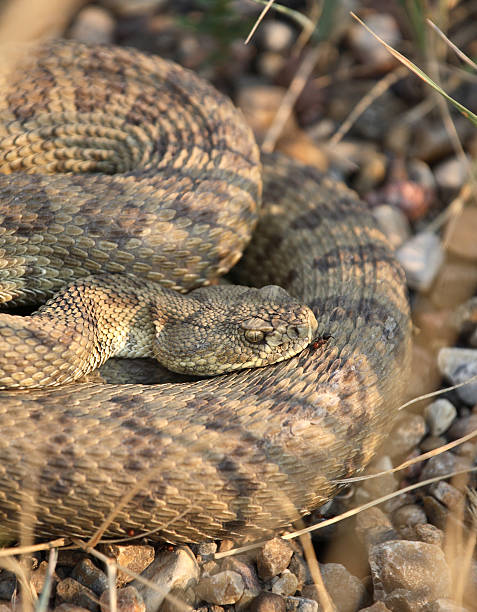 istock Rattlesnake curled beside a Saskatchewan road 505118979