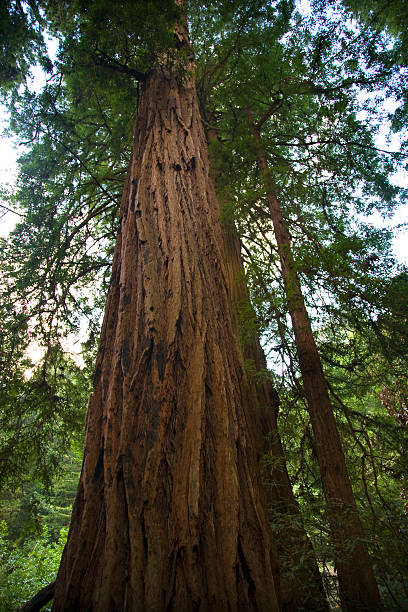 istock Large Redwood Tree Muir Woods National Monument San Francisco Ca 505119501